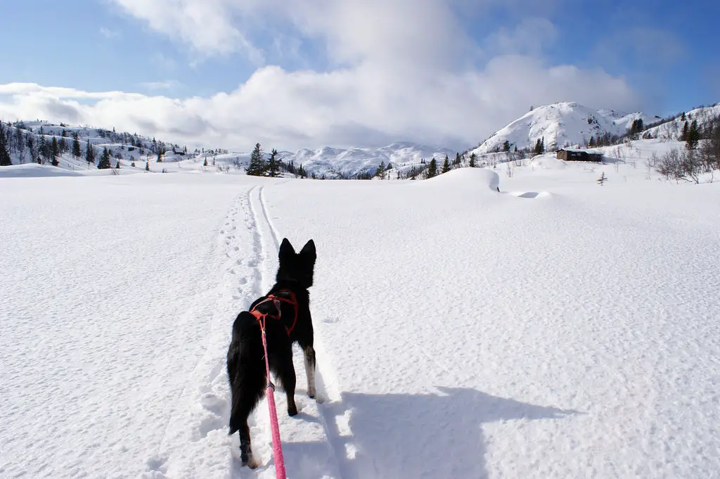 hiking-with-huskies-finland