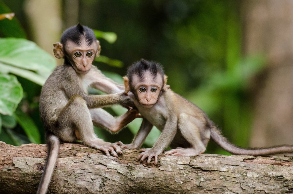 volunteering-with-monkeys