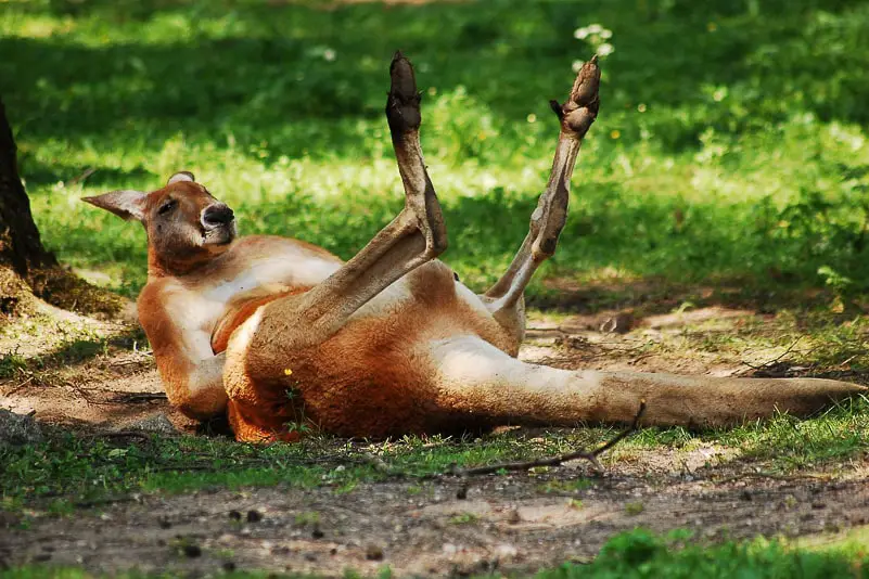 kangaroo-australia