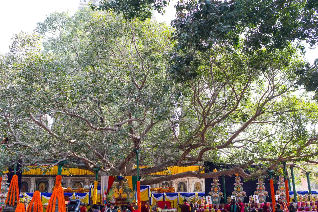 mystical-destinations-bodhi-tree