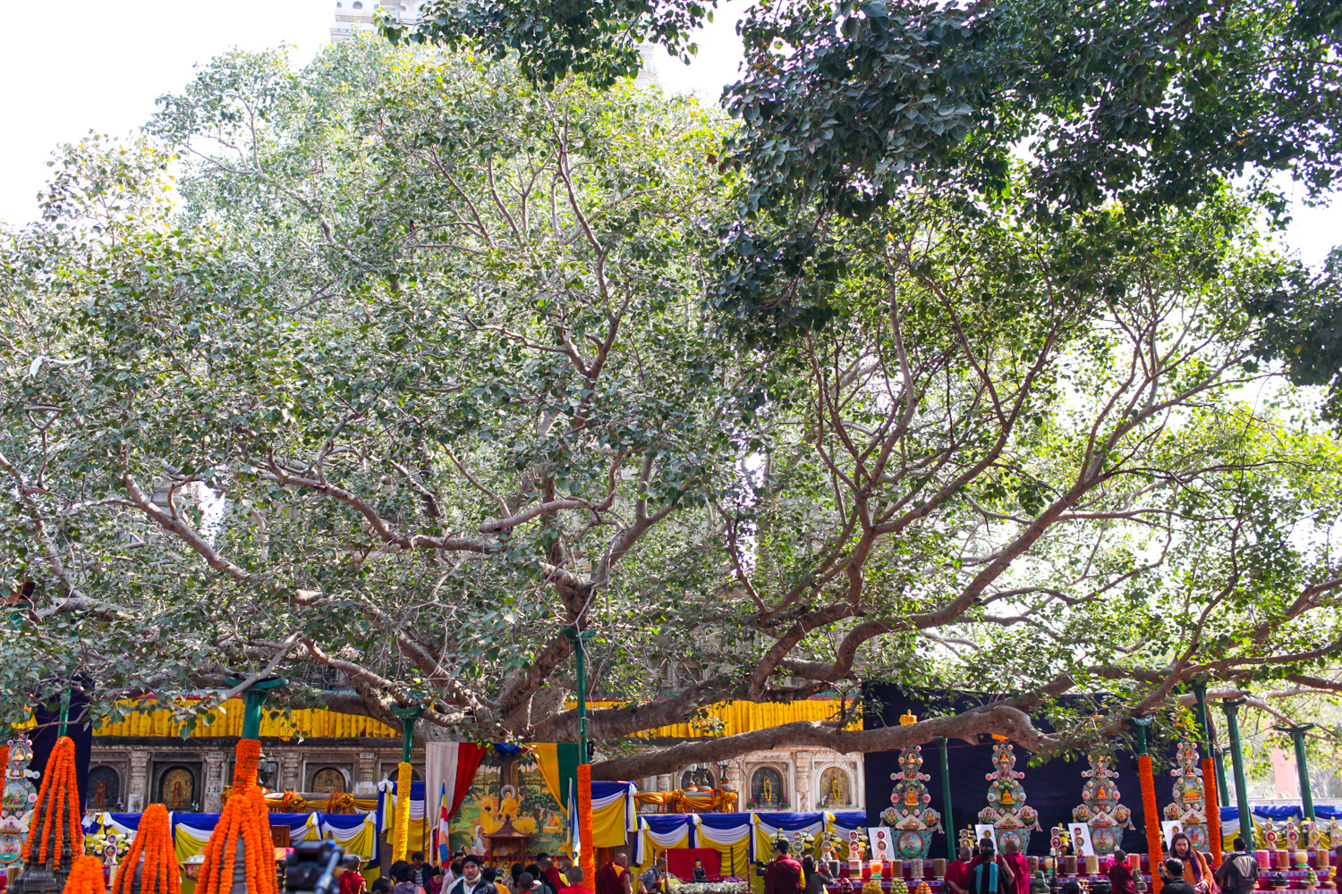 Bodhi Tree India mystical-destinations-bodhi-tree