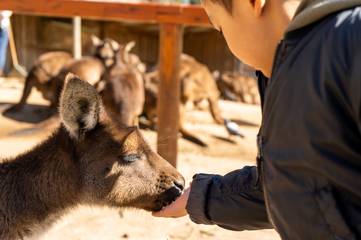 ballarat-wildlife-park