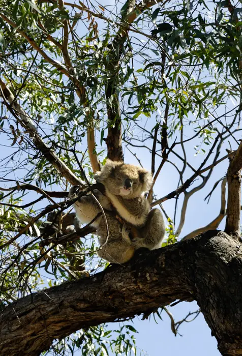 raymond-island-gippsland