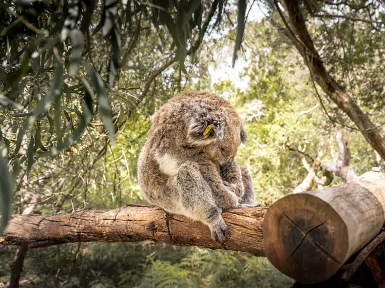 things-to-do-in-phillip-island-koalas