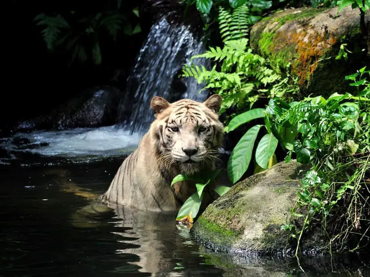 virtual-field-trip-singapore-zoo